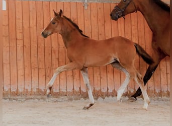 Hannoveraan, Hengst, , 170 cm, Bruin
