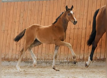 Hannoveraan, Hengst, , 170 cm, Bruin