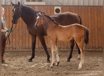 Hannoveraan, Hengst, , 170 cm, Bruin