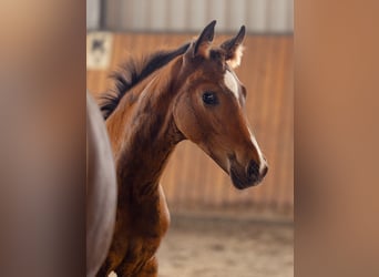 Hannoveraan, Hengst, , 170 cm, Bruin