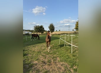 Hannoveraan, Hengst, Veulen (04/2025), 170 cm, Bruin