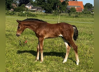 Hannoveraan, Hengst, Veulen (05/2025), 170 cm, Bruin