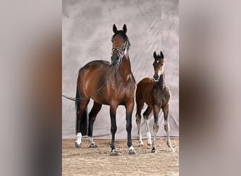 Hannoveraan, Hengst, Veulen (05/2026), 170 cm, Bruin