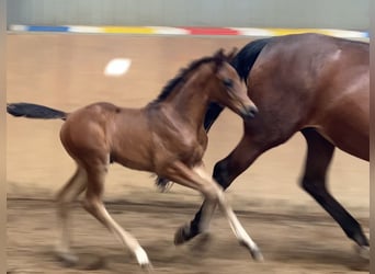 Hannoveraan, Hengst, , 170 cm, Donkerbruin