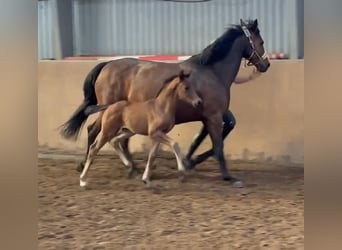 Hannoveraan, Hengst, , 170 cm, Donkerbruin