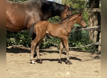 Hannoveraan, Hengst, , 170 cm, Donkerbruin