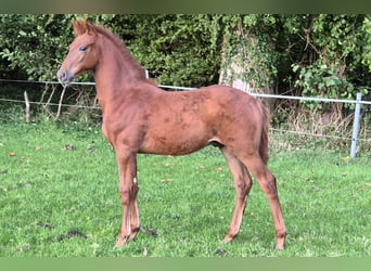 Hannoveraan, Hengst, Veulen (06/2025), 170 cm, Donkere-vos Hannoveraan, Hengst, Veulen (06/2025), 170 cm, Donkere-vos