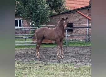 Hannoveraan, Hengst, Veulen (04/2026), 170 cm, Donkere-vos