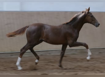 Hannoveraan, Hengst, Veulen (03/2026), 170 cm, Donkere-vos