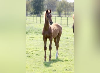 Hannoveraan, Hengst, Veulen (04/2025), 170 cm