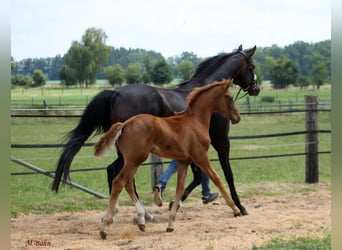 Hannoveraan, Hengst, Veulen (04/2025), 170 cm
