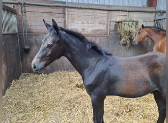 Hannoveraan, Hengst, veulen (03/2023), 170 cm, kan schimmel zijn