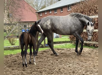 Hannoveraan, Hengst, veulen (03/2024), 170 cm, kan schimmel zijn