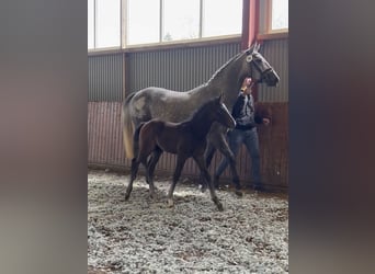 Hannoveraan, Hengst, veulen (03/2024), 170 cm, kan schimmel zijn