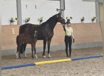 Hannoveraan, Hengst, , 170 cm, Lichtbruin