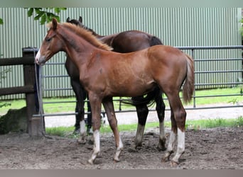Hannoveraan, Hengst, Veulen (02/2025), 170 cm, Vos