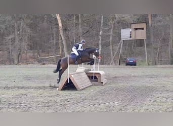 Hannoveraan, Hengst, veulen (05/2023), 170 cm, Vos