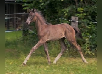 Hannoveraan, Hengst, Veulen (05/2025), 170 cm, Zwart
