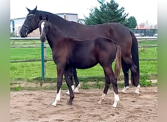 Hannoveraan, Hengst, Veulen (03/2026), 170 cm, Zwart