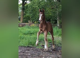 Hannoveraan, Hengst, Veulen (06/2026), 170 cm, Zwartbruin