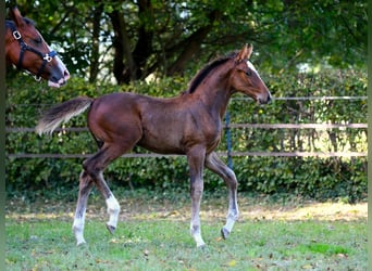 Hannoveraan, Hengst, Veulen (07/2025), 172 cm, Bruin