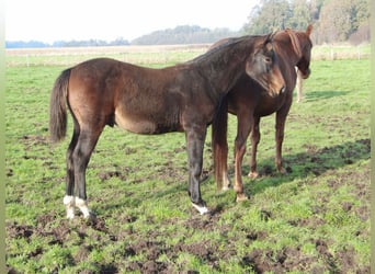 Hannoveraan, Hengst, veulen (03/2024), 172 cm, Donkerbruin