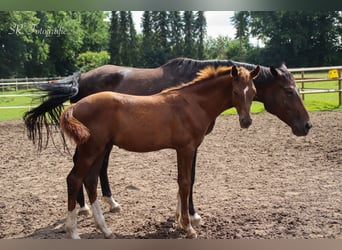 Hannoveraan, Hengst, Veulen (03/2025), 172 cm, Donkere-vos