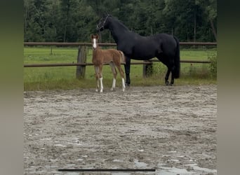 Hannoveraan, Hengst, Veulen (05/2026), 172 cm, Vos