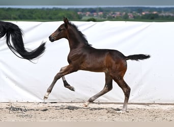 Hannoveraan, Hengst, Veulen (04/2026), 172 cm, Zwartbruin