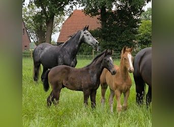 Hannoveraan, Hengst, veulen (03/2024), 174 cm, Schimmel