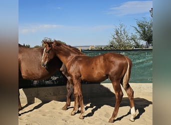 Hannoveraan, Hengst, Veulen (04/2026), 175 cm, Donkere-vos