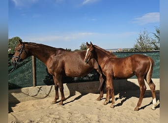 Hannoveraan, Hengst, Veulen (04/2026), 175 cm, Donkere-vos