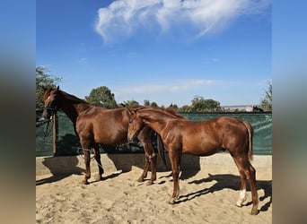 Hannoveraan, Hengst, Veulen (04/2026), 175 cm, Donkere-vos