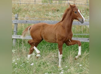 Hannoveraan, Hengst, Veulen (03/2026), 175 cm, Vos
