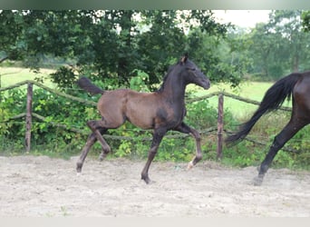 Hannoveraan, Hengst, Veulen (05/2026), 175 cm, Zwart