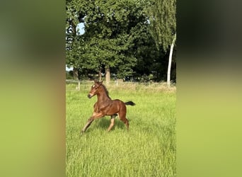 Hannoveraan, Hengst, , 176 cm, Donkerbruin