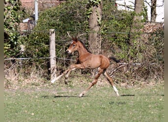 Hannoveraan, Hengst, , Bruin