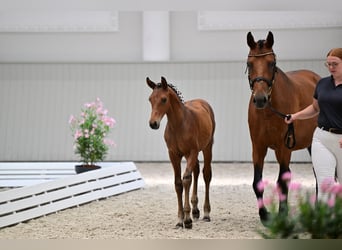 Hannoveraan, Hengst, Veulen (04/2026), Bruin