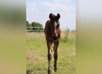 Hannoveraan, Hengst, veulen (05/2024), Bruin