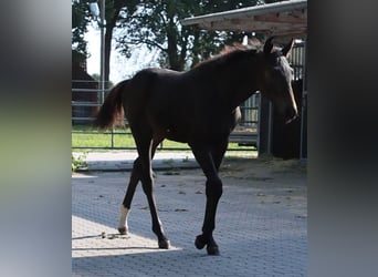 Hannoveraan, Hengst, Veulen (05/2025), Bruin