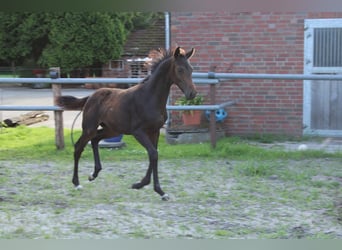 Hannoveraan, Hengst, Veulen (04/2025), Bruin