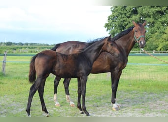 Hannoveraan, Hengst, Veulen (04/2025), Bruin