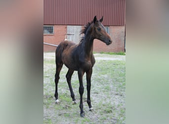 Hannoveraan, Hengst, Veulen (04/2025), Bruin