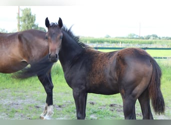 Hannoveraan, Hengst, Veulen (04/2025), Bruin