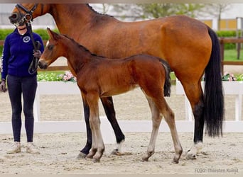 Hannoveraan, Hengst, , Bruin