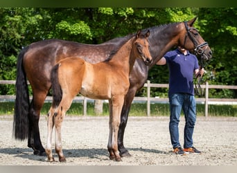 Hannoveraan, Hengst, Veulen (03/2025), Bruin