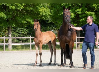 Hannoveraan, Hengst, Veulen (03/2025), Bruin