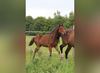 Hannoveraan, Hengst, Veulen (03/2025), Bruin