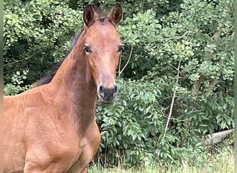 Hannoveraan, Hengst, Veulen (06/2025), Bruin