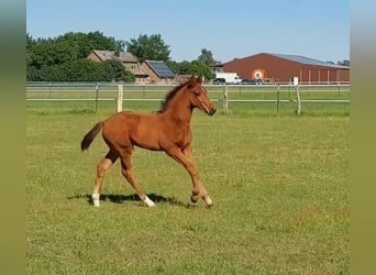 Hannoveraan, Hengst, Veulen (03/2026), Bruin
